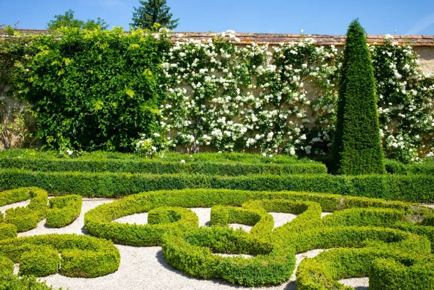 12-Château d’Ainay-le-Vieil Chartreuses climbing rose Fée des neiges