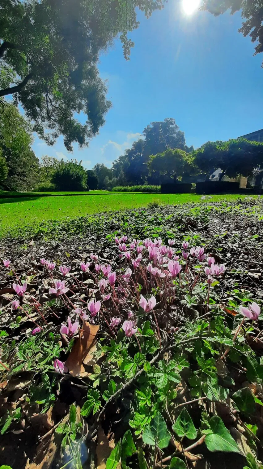 Tapis de cyclamens