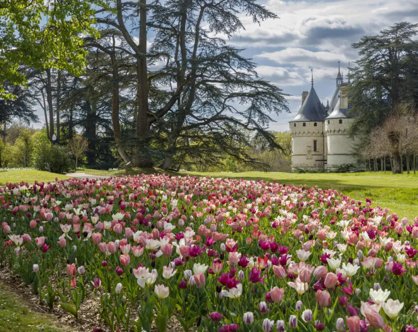 Rivière de tulipes
