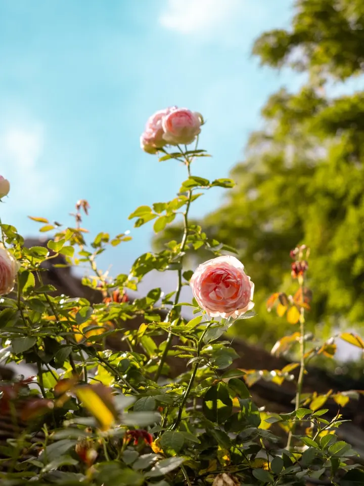 Jardins de Roquelin