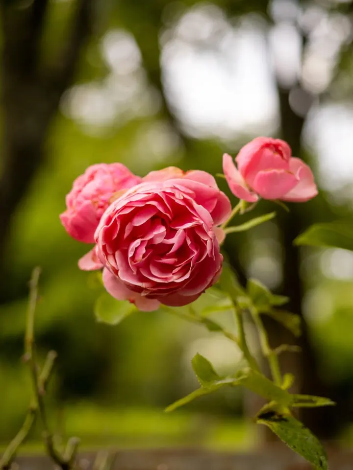 Jardins de Roquelin