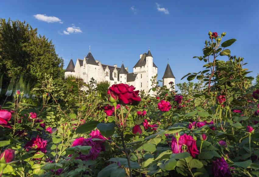 Roses au Rivau.9694 ©ChateauduRIvau –