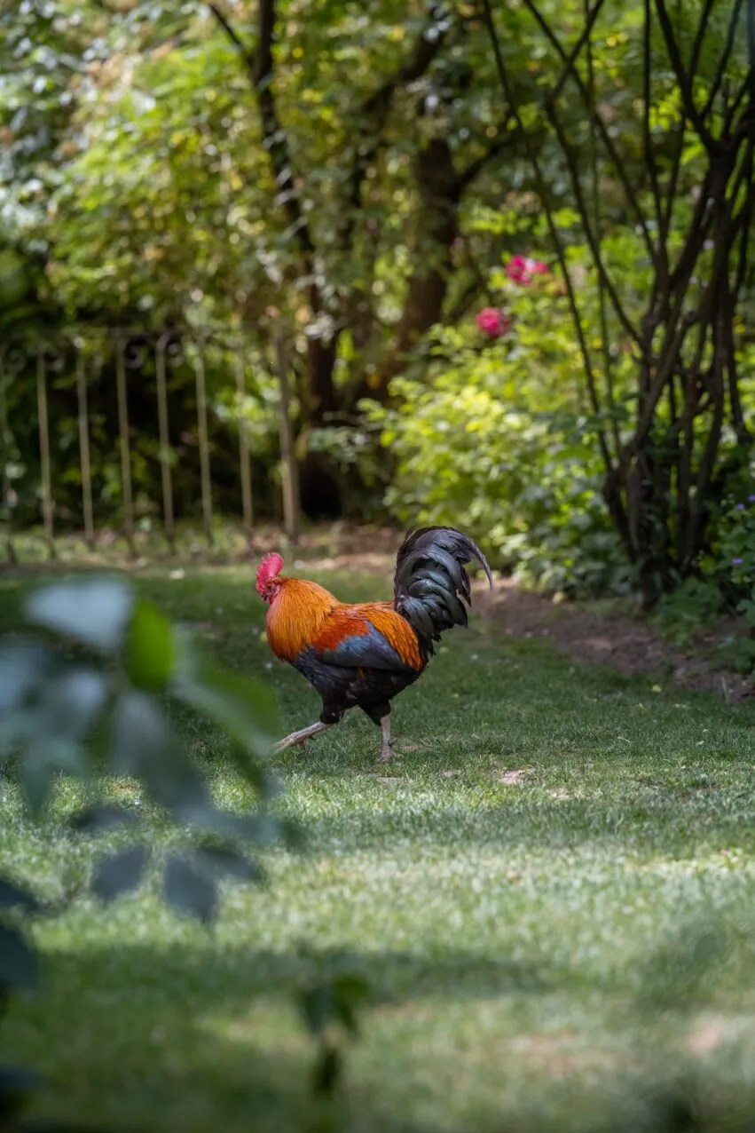 Jardins de Roquelin