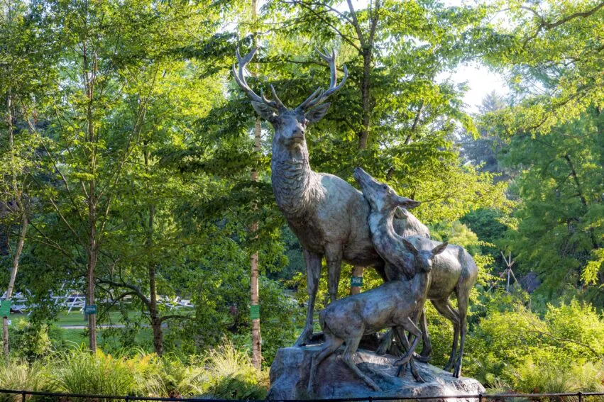 Le Jardin des plantes. Les cerfs de Gardet
