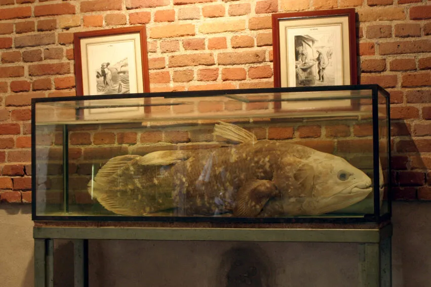 La Bussière – château – Coelacanthe