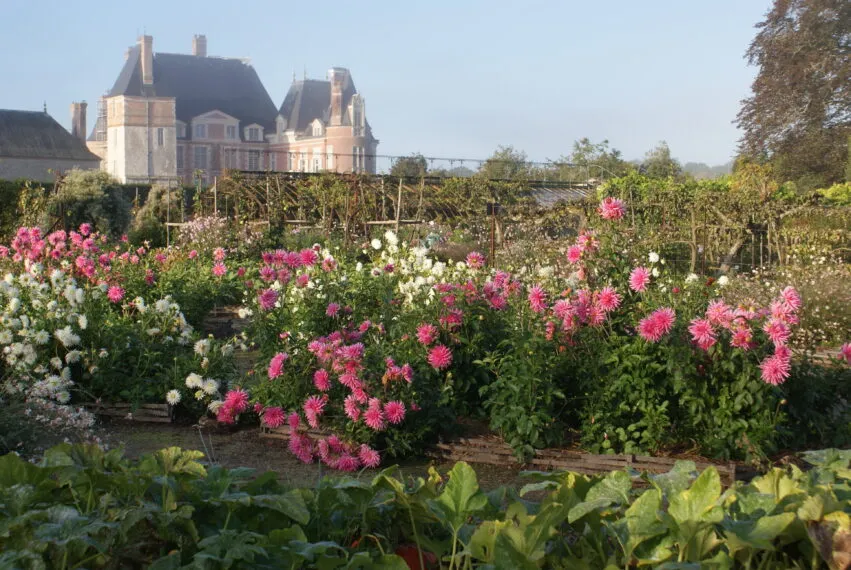 La Bussière – château – potiron dalhias