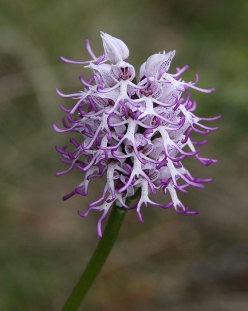 Image: Chantiers : Sauvez les Orchidées Sauvages !